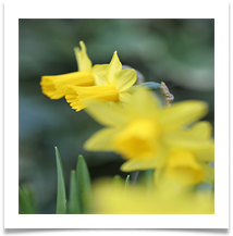 Dafodils - Martin Ellison